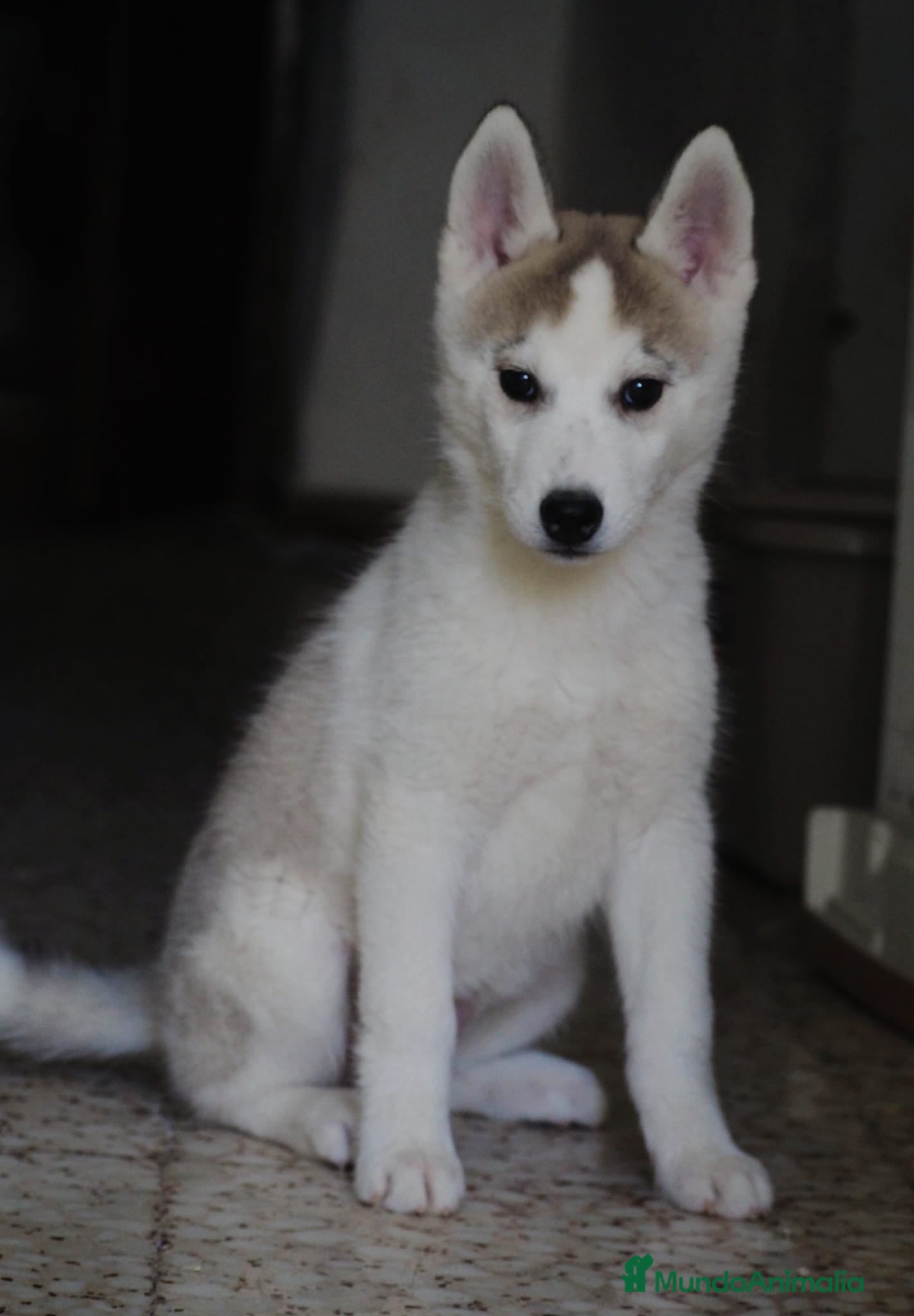 Husky Siberiano perros Husky siberiano 💖  - Anuncio 1