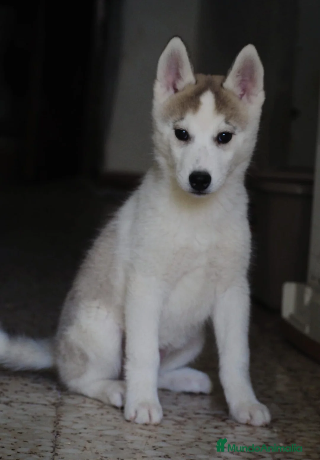 Husky Siberiano perros en venta: Husky siberiano 💖  - Anuncio 1