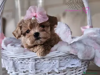 Maltipoo perros Maltipoo asiático miniatura - Anuncio 20