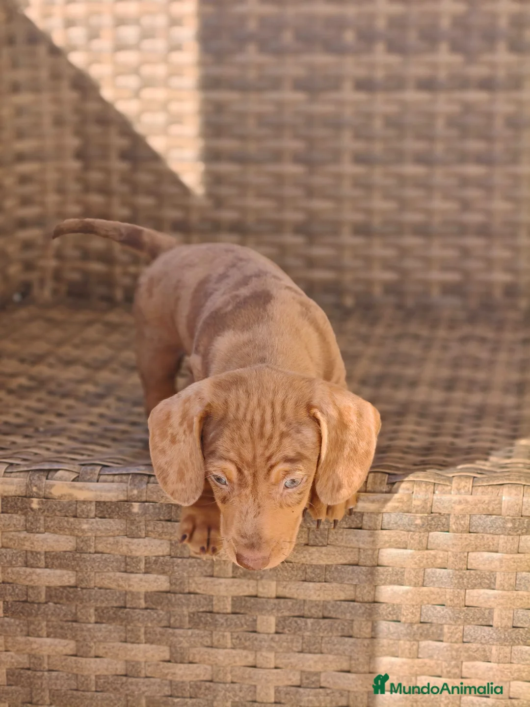 Teckel Miniatura perros en venta: Teckel Mini Arlequín macho ojos claros - Anuncio 2