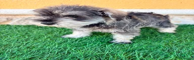 Schnauzer Miniatura 1