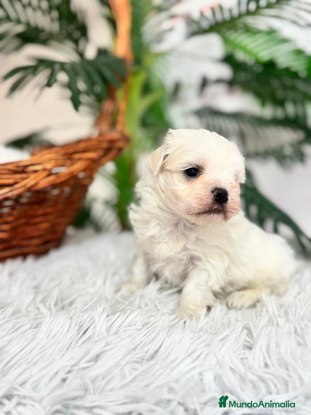 Bichón Maltés perros en venta: BICHON MALTES MACHO - Anuncio 3
