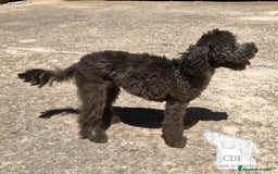 Caniche Enano perros en venta: Caniche negro - Imagen 5