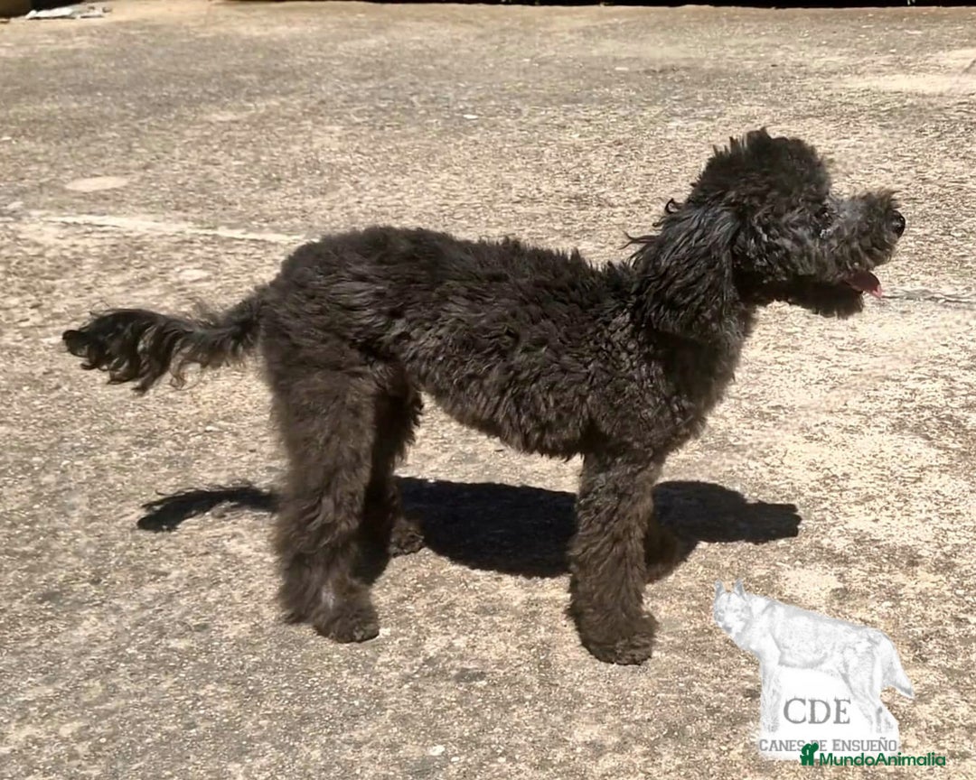 Caniche Enano perros en venta: Caniche negro - Imagen 5