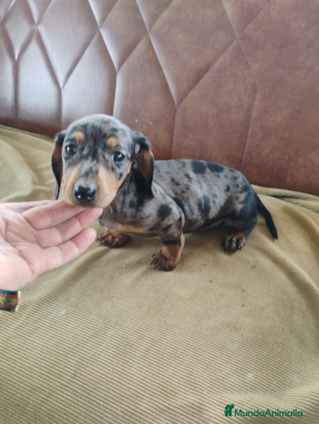 Teckel Miniatura perros en venta: Cachorrita teckel arlequín plata  - Anuncio 6