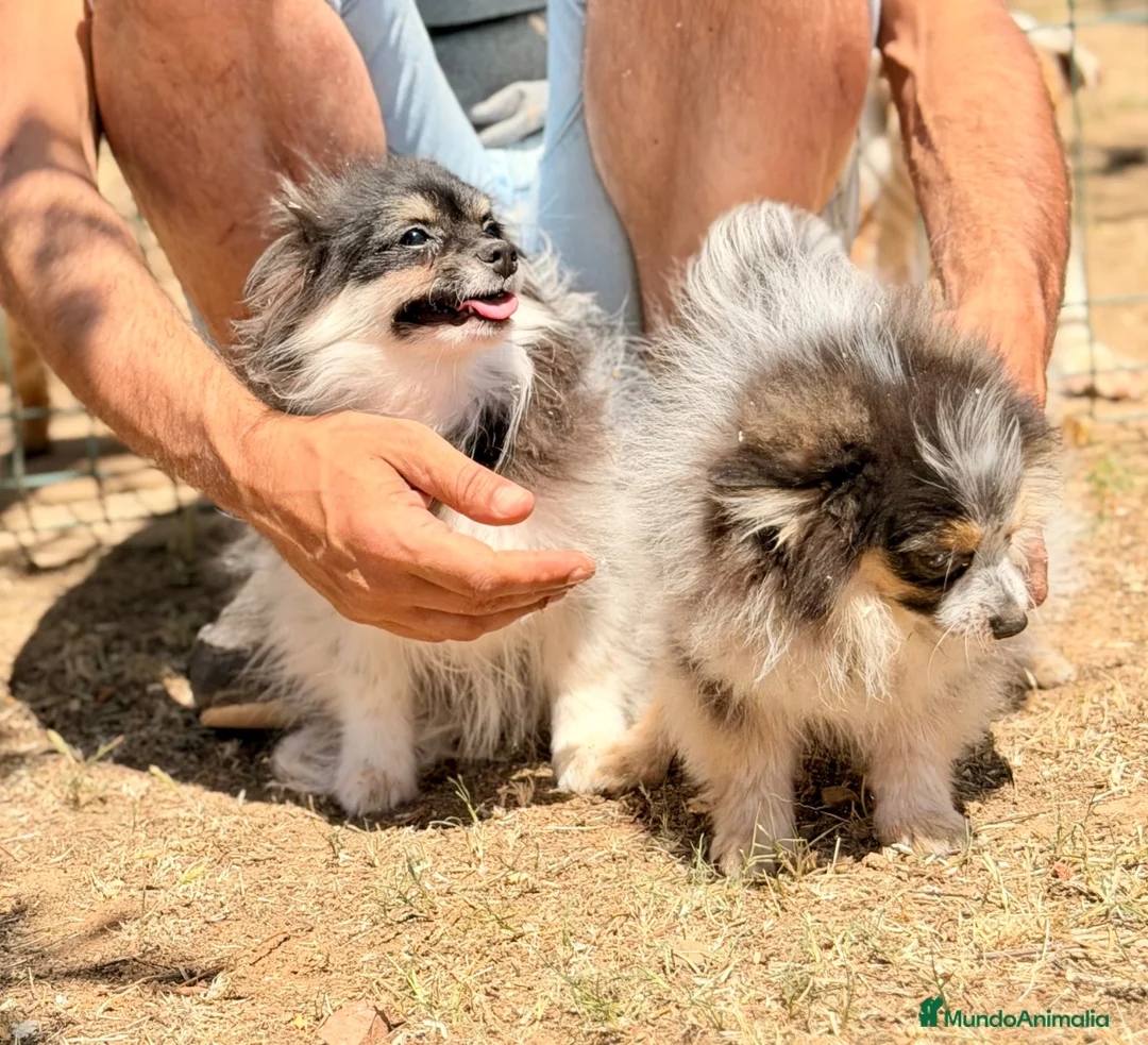 Pomerania perros en venta: POMERANIA ECONÓMICOS ENTREGA INMEDIATA - Anuncio 1