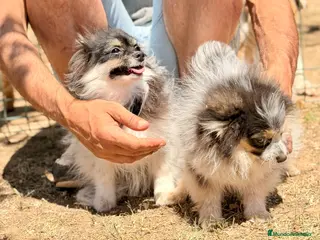 Pomerania perros POMERANIA MACHOS DISPONIBLES ENTREGA INMEDIATA - Anuncio 13
