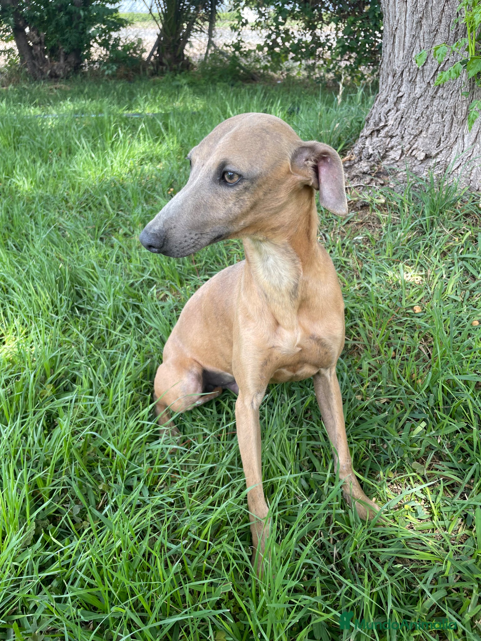 Whippet perros Galgo enano whipped  - Anuncio 2