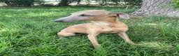 Whippet perros en venta: Galgo enano whipped  - Anuncio 1