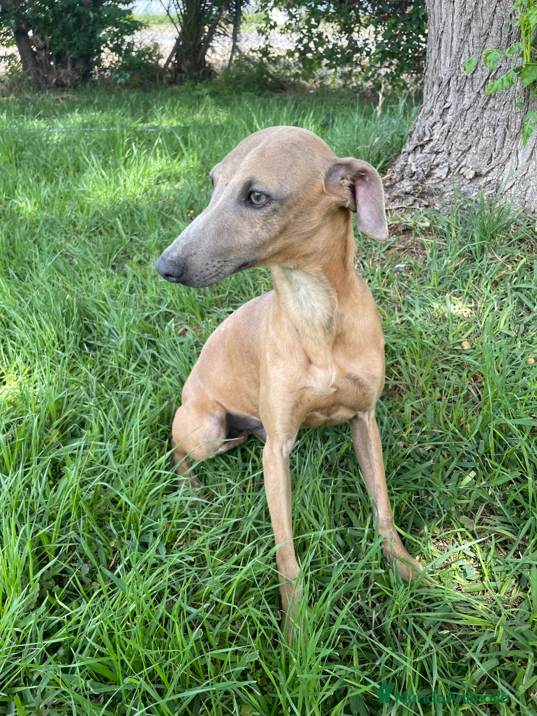 Whippet perros en venta: Galgo enano whipped  - Anuncio 1