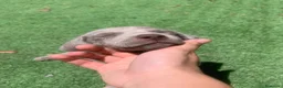 Weimaraner perros en venta: Braco de weimar de maxima calidad - Anuncio 4