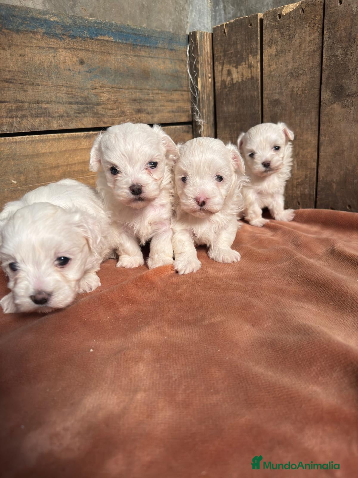 Bichón Maltés perros Bichon maltés  - Anuncio 20
