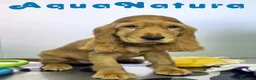 Cocker Spaniel Inglés perros en venta: Cocker Spaniel Macho - Anuncio 6