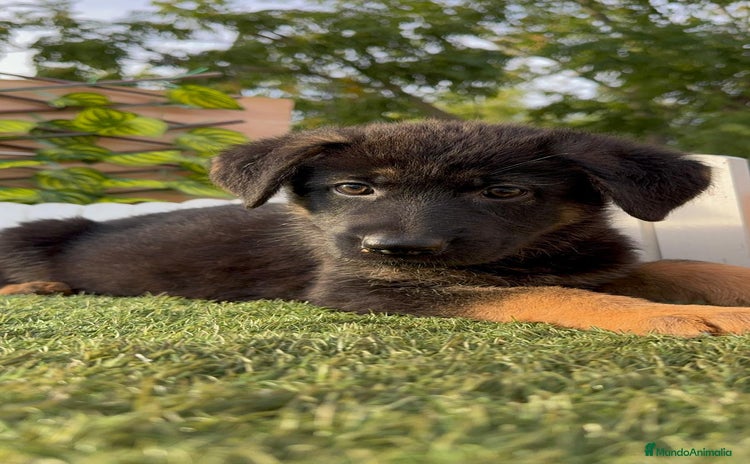 Pastor Alemán perros - Anuncio 5