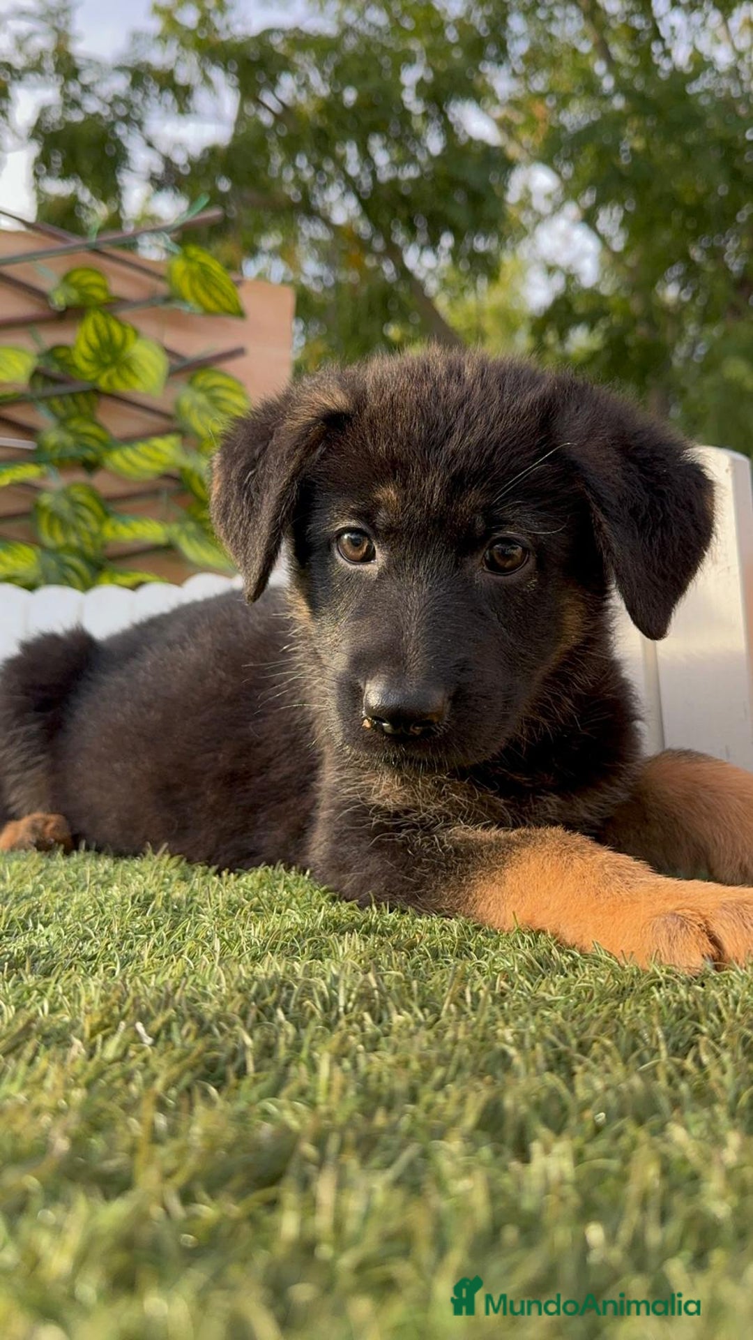 Pastor Alemán perros en venta: PASTOR ALEMAN HEMBRA - Imagen 1