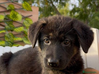 Pastor Alemán perros - Anuncio 3