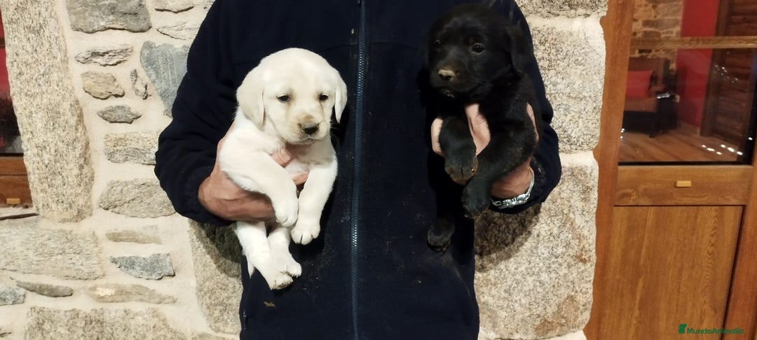 Labrador Retriever perros en venta: Labrador retriever  - Anuncio 1