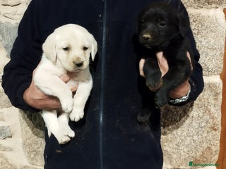 Labrador Retriever perros Labrador retriever - Anuncio 2