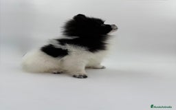 Pomerania perros en venta: Se vende Lulu de pomerania  - Imagen 5