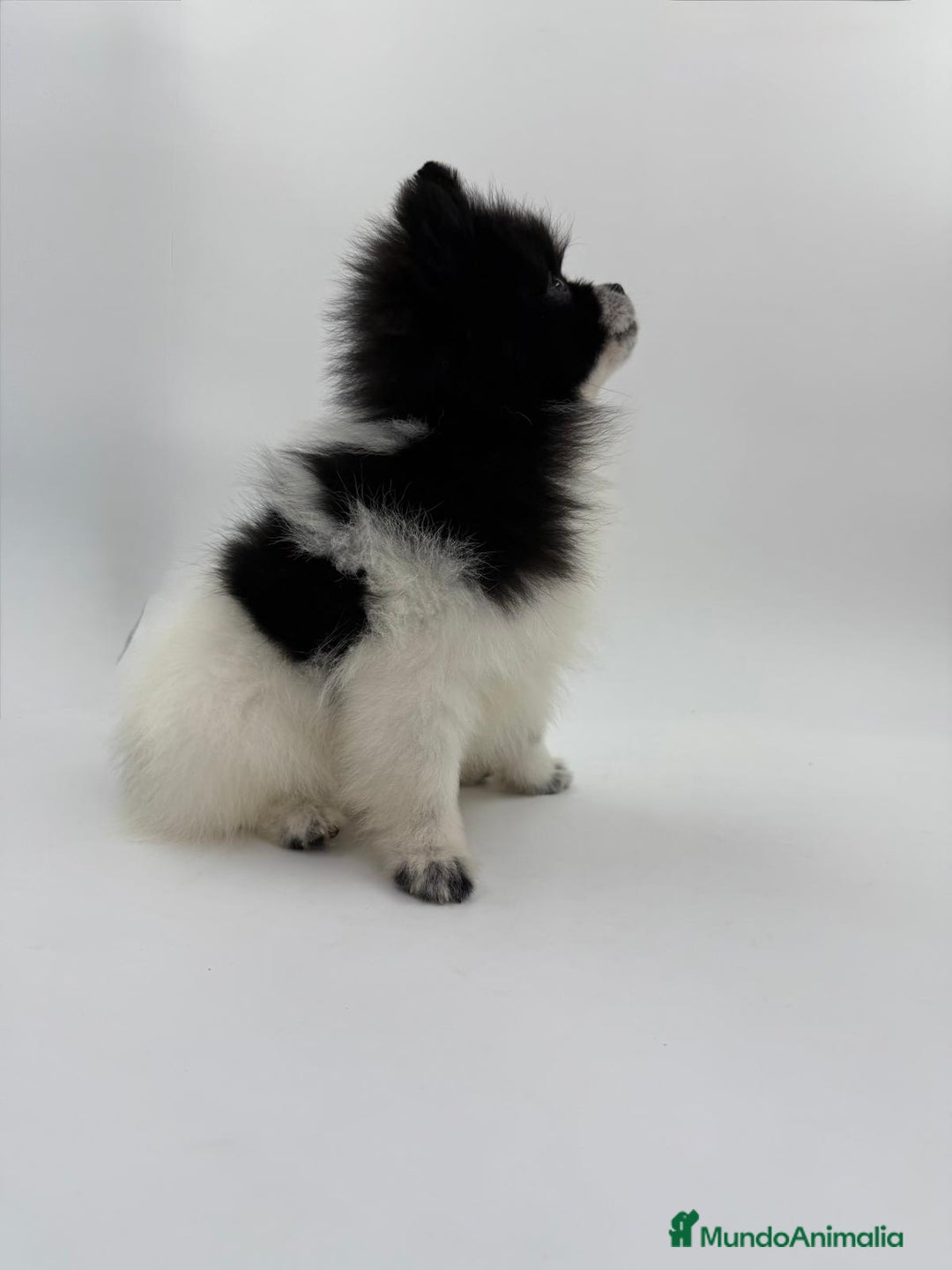 Pomerania perros en venta: Se vende Lulu de pomerania  - Imagen 5