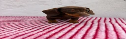 Teckel Miniatura perros en venta: Teckel Miniatura - Anuncio 2