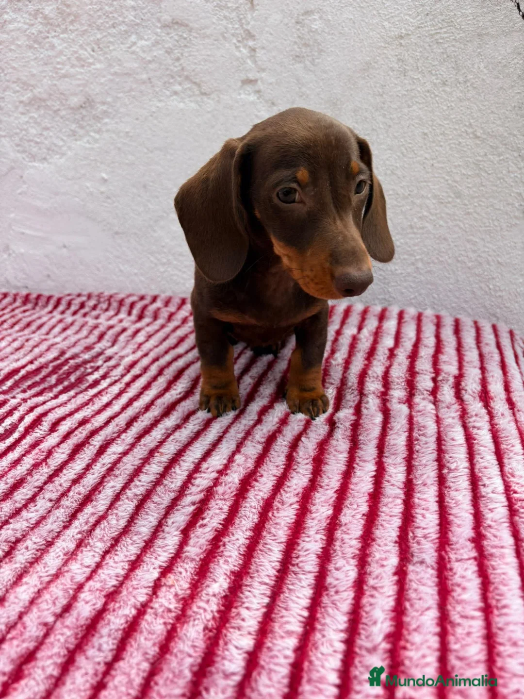 Teckel Miniatura perros en venta: Teckel Miniatura - Anuncio 2