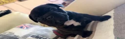 Bulldog Francés perros en venta: Buldog francés  - Anuncio 14
