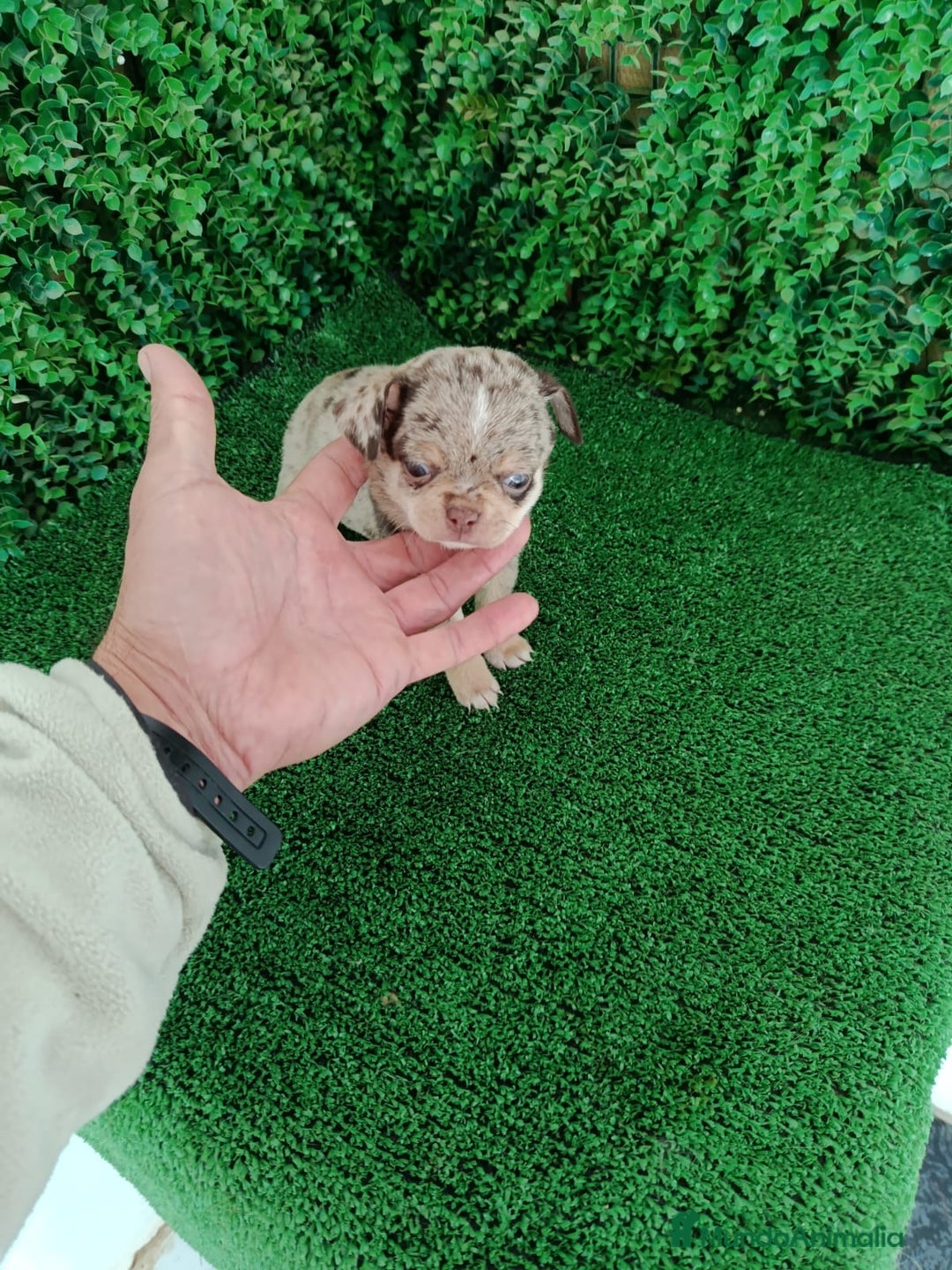 Chihuahua perros en venta: Chihuhuas  - Anuncio 5