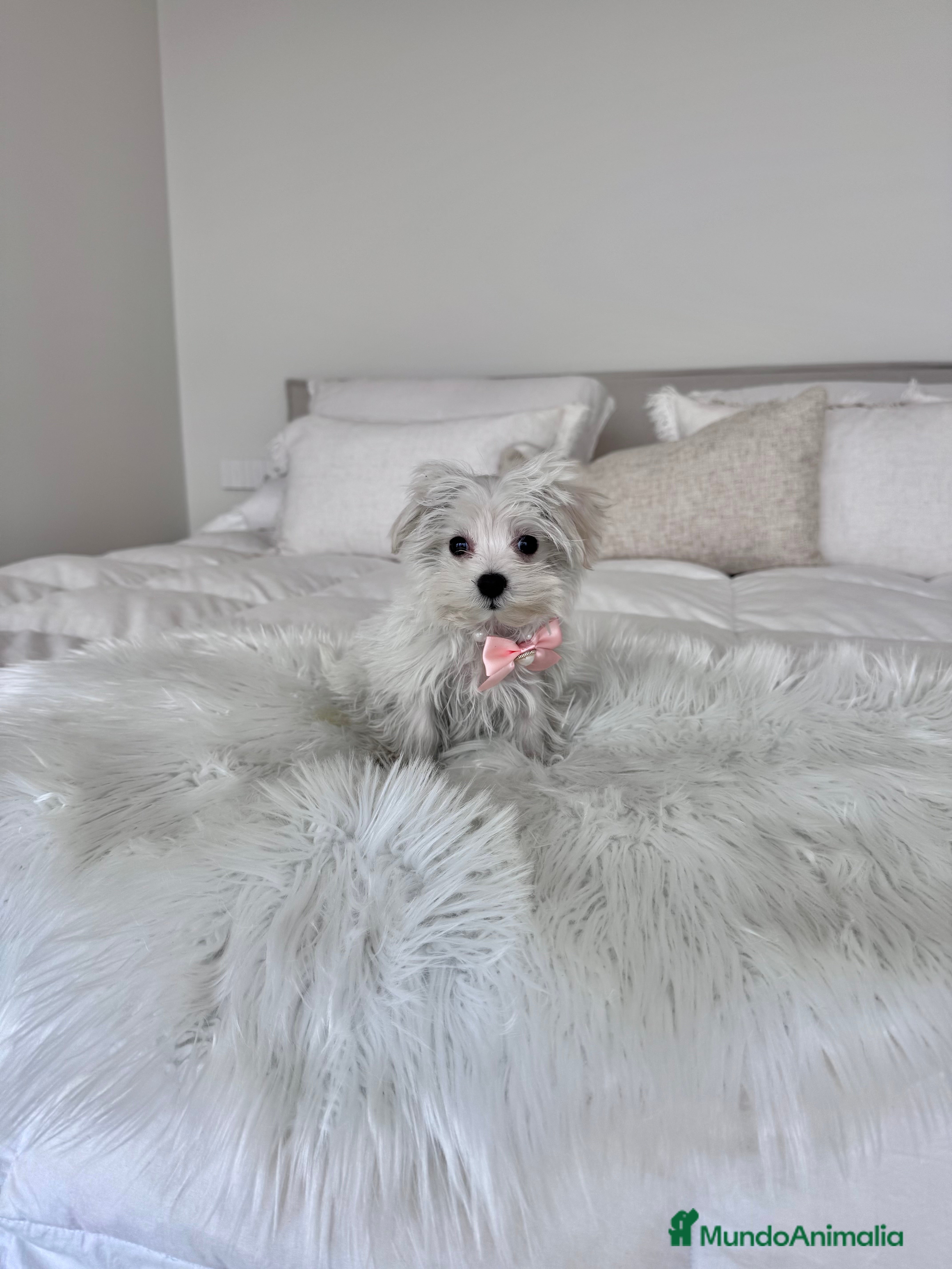 Bichón Maltés perros Bichon maltes hembra - Anuncio 1