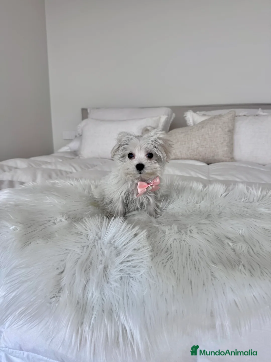 Bichón Maltés perros en venta: Bichon maltes hembra - Anuncio 1