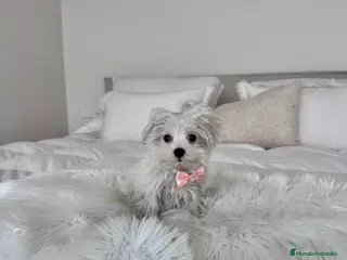 Bichón Maltés perros Bichon maltes hembra - Anuncio 1