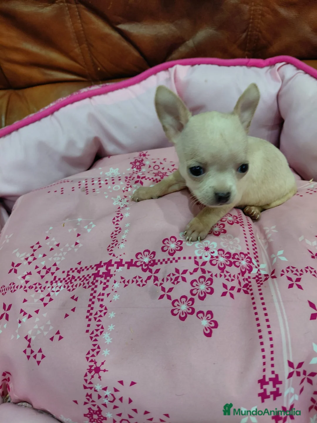 Chihuahua perros en venta: CHIHUAHUA TOY - Anuncio 2