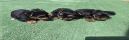 Yorkshire Terrier perros en venta: Cachorros de Yorkshire - Anuncio 3