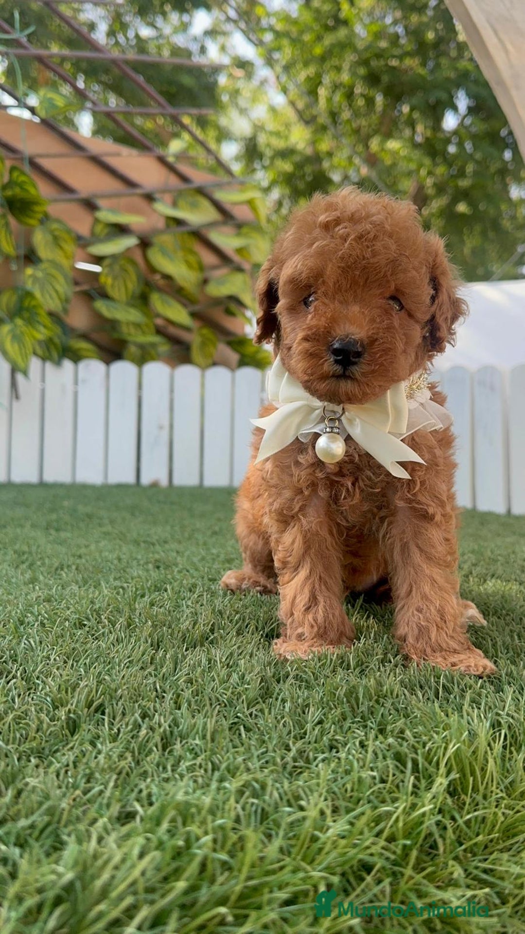 Caniche Toy perros en venta: CANICHE TOY  - Imagen 7