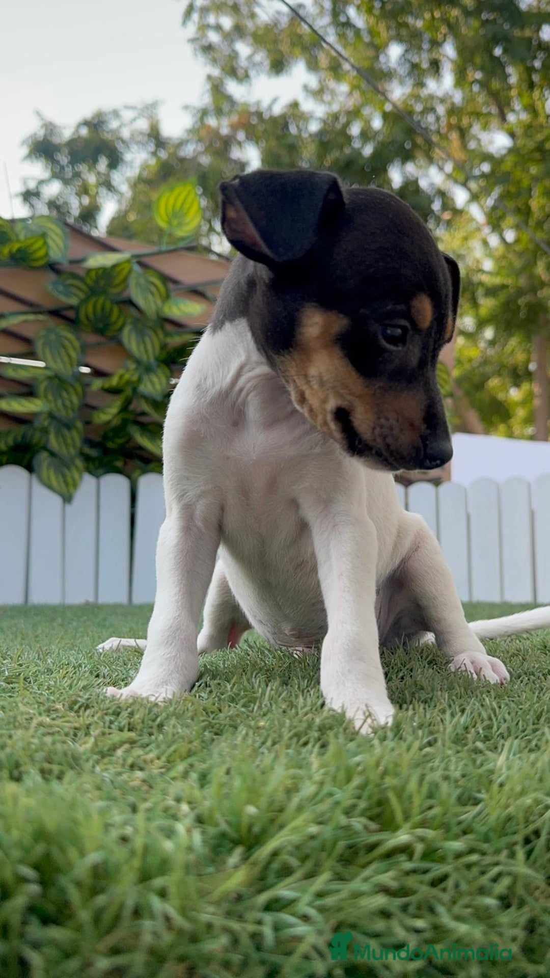Ratonero Bodeguero Andaluz perros en venta: BODEGUERO ANDALUZ - Imagen 4