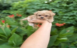 Maltipoo perros en venta: Maltipoo macho !!! - Imagen 5