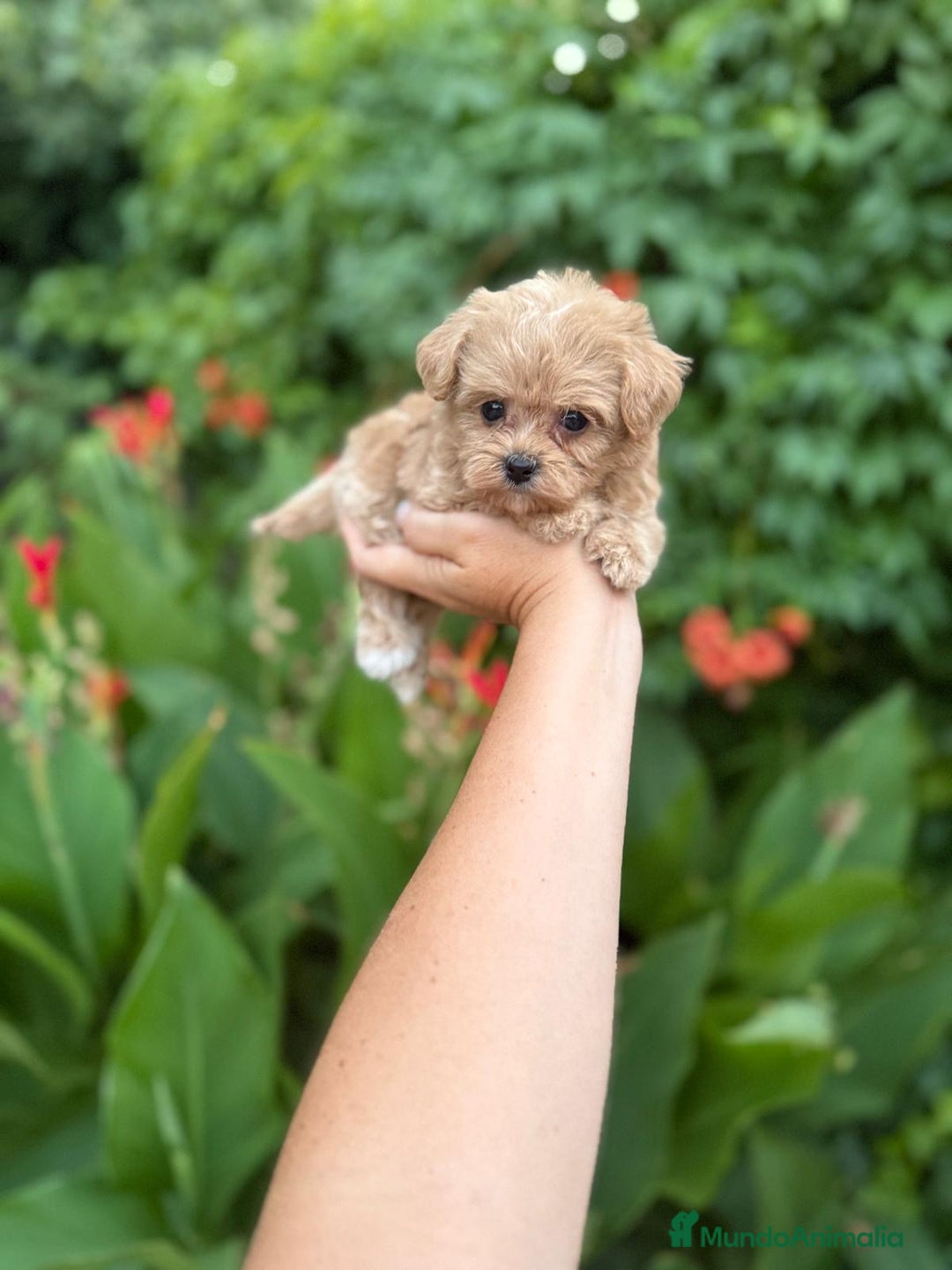 Maltipoo perros en venta: Maltipoo macho !!! - Imagen 5