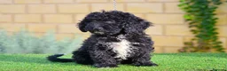 Perro de Agua Español perros en venta: Perro de agua , cachorros  - Anuncio 31
