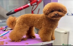 Caniche Toy perros en venta: Preciosa camada de caniche toy  - Imagen 8