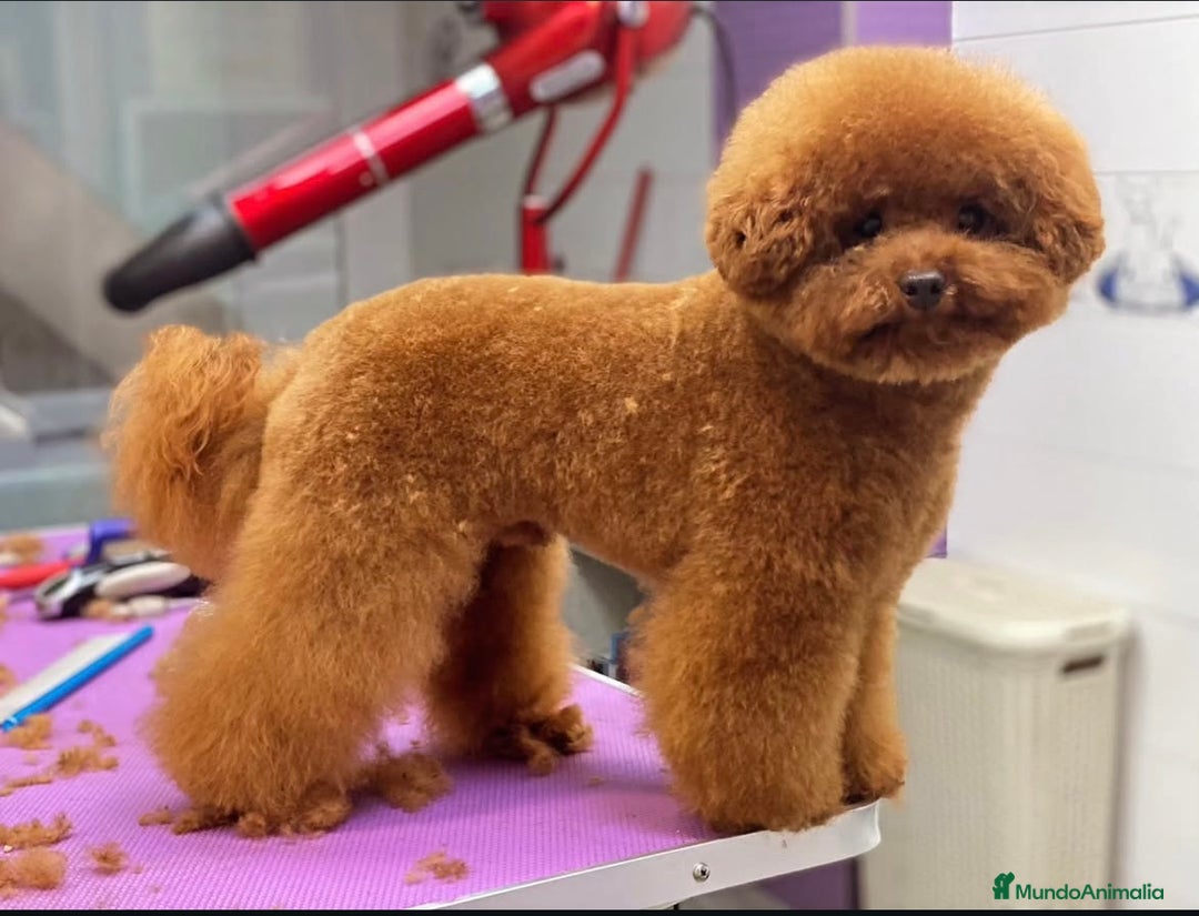 Caniche Toy perros en venta: Preciosa camada de caniche toy  - Imagen 8