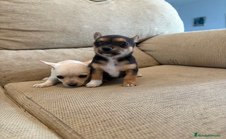 Chihuahua perros - Anuncio 2