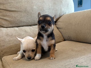 Chihuahua perros - Anuncio 2