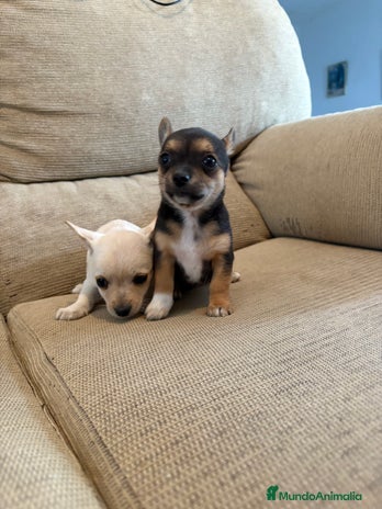 Chihuahua perros - Anuncio 1