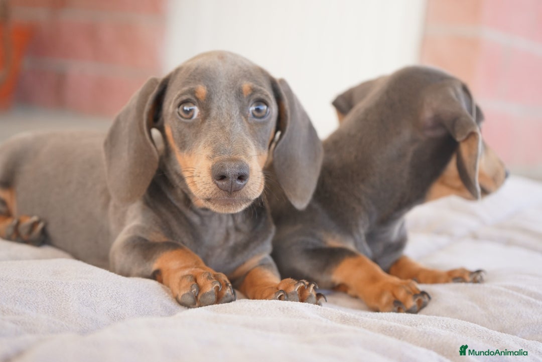 Teckel Miniatura perros en venta: 🌙 Tiko y Munchi – Elegancia en tonos silver 🐾 - Imagen 2