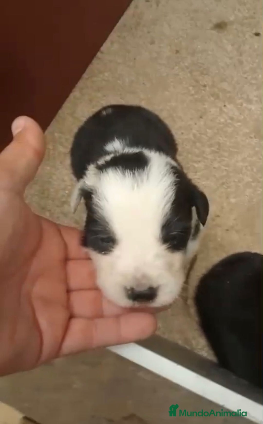 Border Collie perros en venta: Border collie nueva camada - Imagen 9