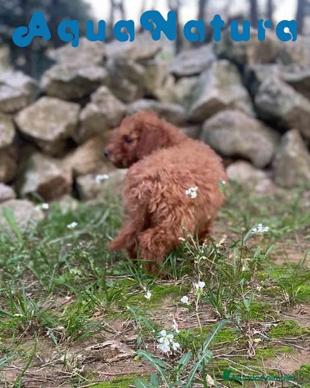 Caniche Enano perros en venta: Caniche Macho de Bella y Can 2021 AQUANATURA - Anuncio 5