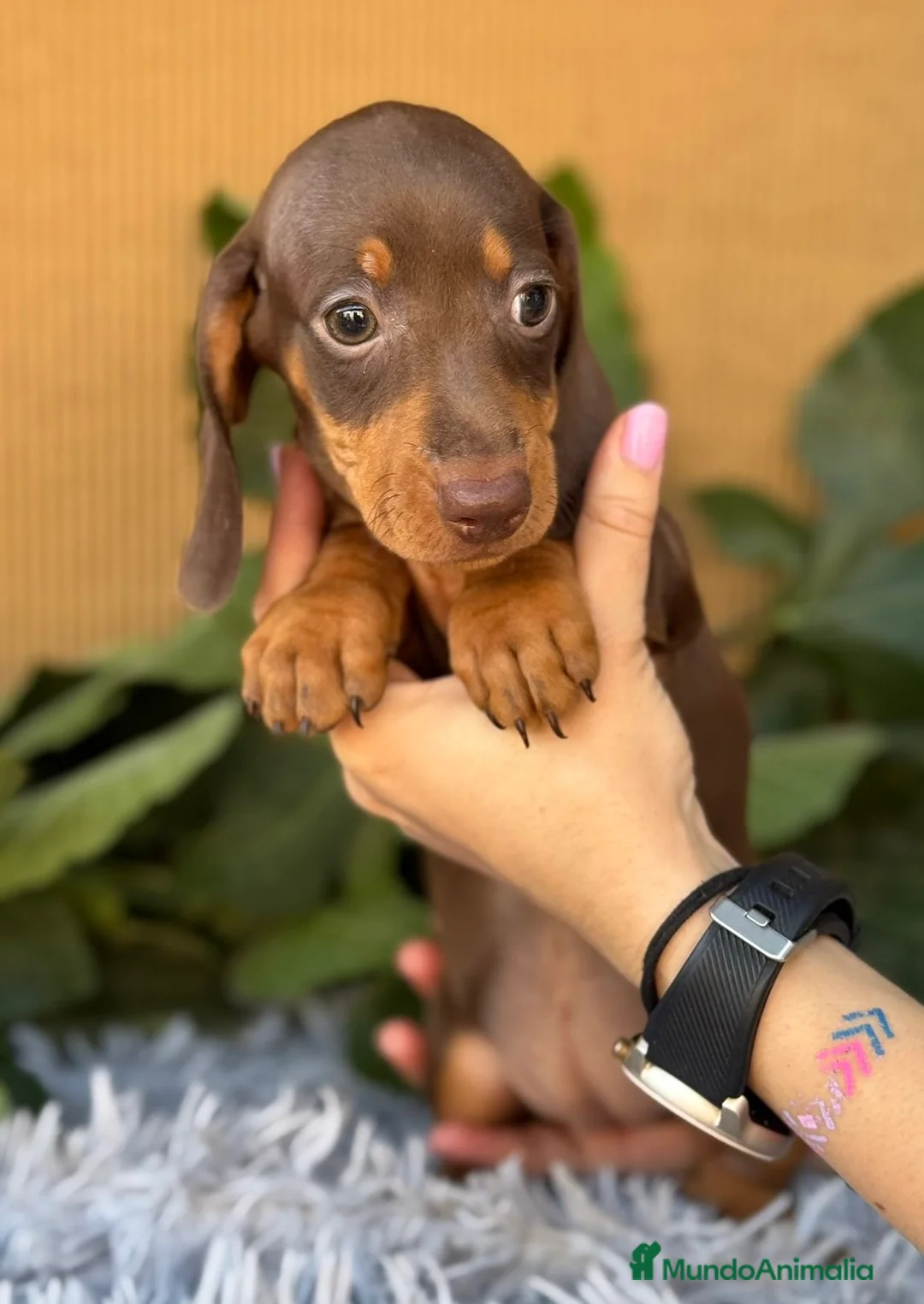 Teckel Miniatura perros en venta: Teckel arlequín chocolate  - Anuncio 2