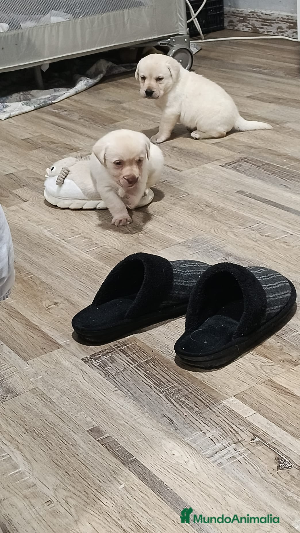 Labrador Retriever perros Labrador retriever dorado  - Anuncio 3