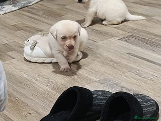 Labrador Retriever perros Labrador retriever dorado - Anuncio 3