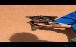 Yorkshire Terrier perros en venta: Ultima cachorra de yorkshire terrier toy  - Anuncio 2